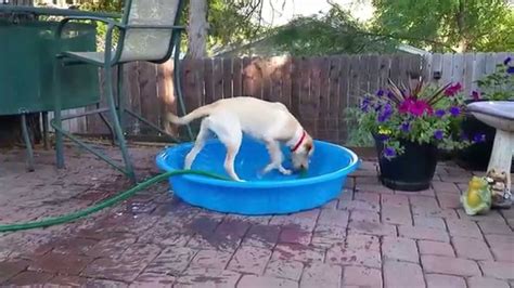 No doubt they going to do some serious p. Maddie trying to fill up her pool - YouTube