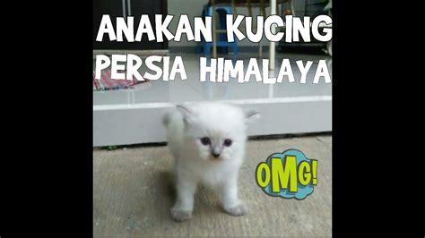 Inilah anak kucing himalaya mix persia. ANAK KUCING PERSIA HIMALAYA - YouTube