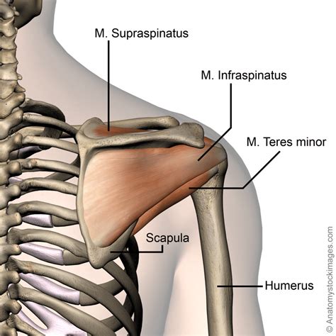 Some of these muscles are quite large and cover broad areas. shoulder-rotator-cuff-musculus-supraspinatus-infraspinatus ...