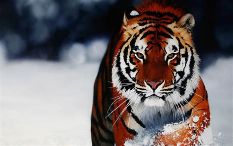 Download free animal wallpapers, pictures, and desktop backgrounds. wallpaper zh: Cool animal wallpaper