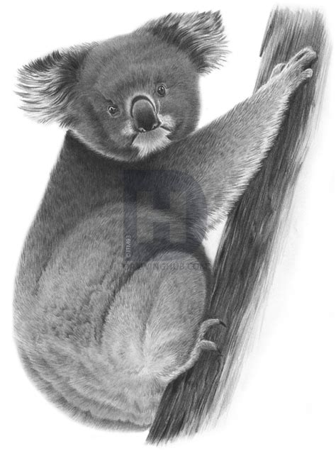 Kawaii cute easy drawings of koalas clipart (#3215548. Welcome to this tutorial on how to draw a realistic koala. Koalas are marsupials found in ...