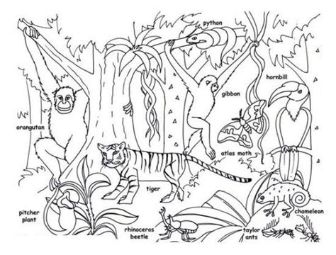 Rainforest coloring books by jupiter kids paperback $6.92. Rainforest Animals for Kids | Printable Rainforest Animal ...