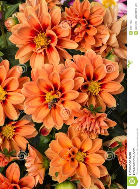 La simbologia dei fiori ha sempre rivestito una fondamentale scoprilo in questo la gerbera variante più grande e colorata della margherita. Il Fiore Arancio Della Margherita Della Gerbera Sboccia ...