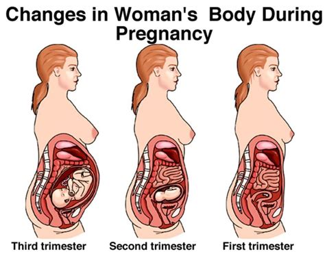 Check spelling or type a new query. Female reproductive system