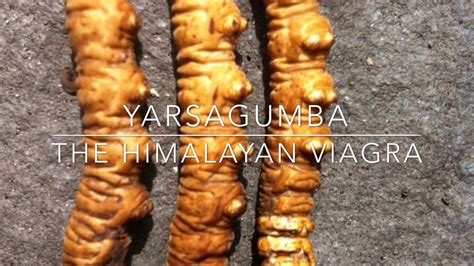 One of the best natural product from the hills of himalaya is yarsagumba (ophiocordyceps sinensis), also called keeda jadi or himalayan viagra. Searching & digging yarsagumba - YouTube