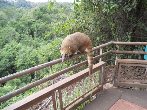 Cusumbos del zoológico de cali! Cultura Guaraní: Los coatíes