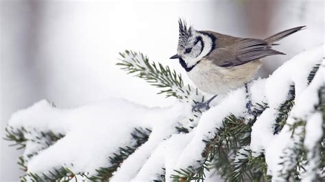 Diese winterbilder können kostenlos und lizenzfrei sofort und ohne anmelden genutzt werden. Winterbilder Tiere Als Hintergrundbild - Wallpaper Fur Ihren Desktop Computer Bild / Hundefotos ...