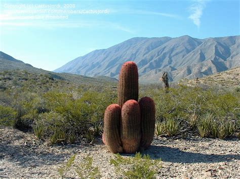 Due to their attractive morphology, cacti can be found throughout the cactus is a type of plant that can store large amounts of water and survive in extremely hot and dry habitats. PlantFiles Pictures: Ferocactus Species, Mexican Fire ...