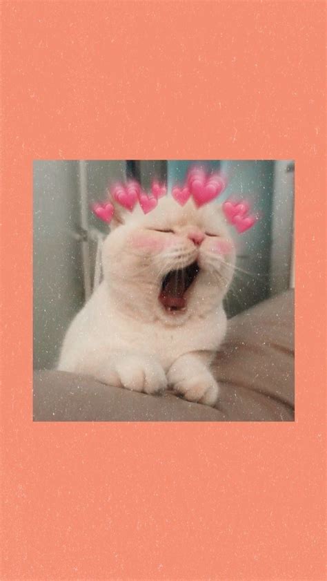 Berbagi wallpaper lockscreen, feed,kpop, anime save? Cute aesthetic Cat | Gambar hewan lucu, Seni kucing ...