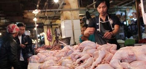 Harga Ayam Broiler Hari Ini | Update Terbaru 2020