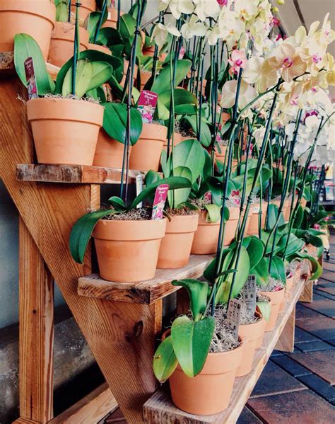 How to keep flowers alive indoors. 3 Secrets on How to Keep an Orchid Alive - PureWow ...
