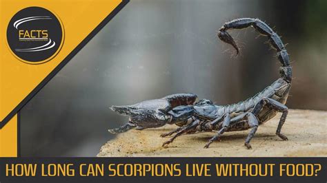 I would add that body composition would also likely play a key role; How Long Can Scorpions Live Without Food? - [SPEECH + TEXT ...