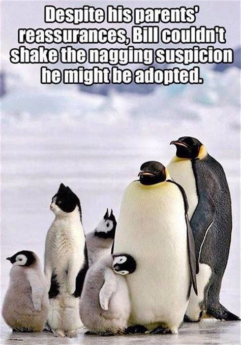 Maybe you would like to learn more about one of these? Funny Penguin Quotes. QuotesGram