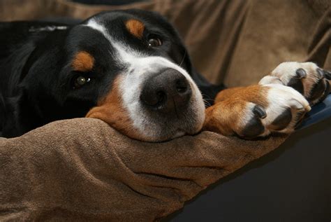 Remember that resources include more than just food; How to Stop My Dog from Climbing on the Sofa