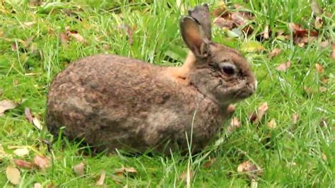 In den letzten jahren haben sich vergrämungsmittel bewährt. niedlicher Hase im Garten frisst Gras und Erdnuss ...