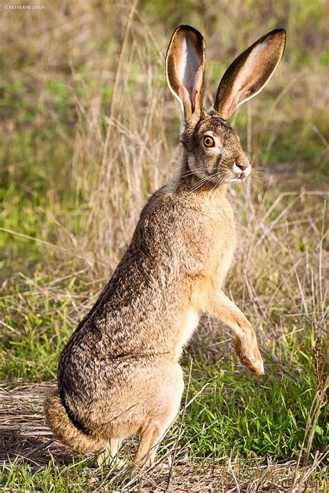 It does not contain iod. 1104 best images about Hares (and a few rabbits) on ...