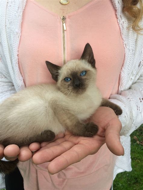 Your kittentanz kitten has been bred with over 35 years experience selecting for outstanding traditional kittens. Siamese Cats For Sale | Fremont, OH #241897 | Petzlover