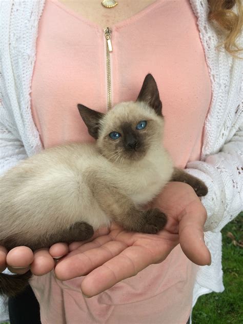 The siamese comes in two types: Siamese Cats For Sale | Fremont, OH #241897 | Petzlover