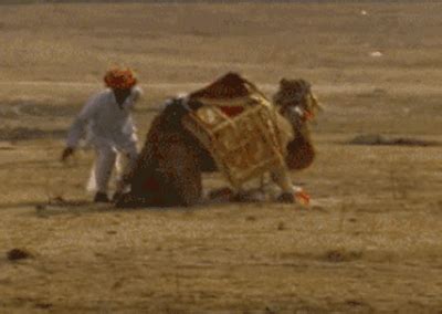 Kill a man with one kick; Indian man kick from camel in the wild