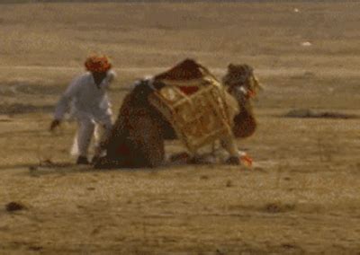 Coub is youtube for video loops. Indian man kick from camel in the wild