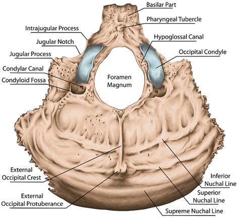 Group some labels so they can be placed only on certain targets. Occipital Bone - The Definitive Guide | Biology Dictionary