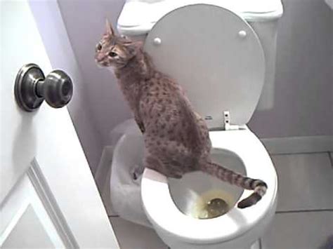 I trained my cat to use my household toilet, using the litter kwitter. Gomez Ocicat - Potty-Trained Toilet Training Cat - YouTube