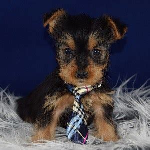 Our yorkie puppies will be current. Yorkie Puppies for Sale in PA | Ridgewood's Yorkie Puppy ...