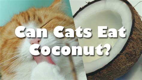 As always, there are some caveats to that rule. can cats have coconut | Pet Consider