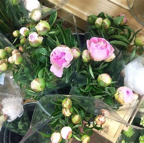 Check spelling or type a new query. Peony season | Peonies season, Trader joe's, Cabbage