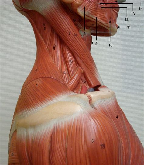 Attached to the shoulder blade, this muscle is one of many that aids shoulder movement. Back Of Neck Anatomy : Anatomy of the Cervical Spine and ...