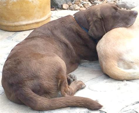 Dogs, puppies, cats, kittens, rabbits, birds, horses, and other farm animals available today at the new hampshire spca. Lost, Missing Dog - Labrador Retriever - Boerne, TX, USA ...