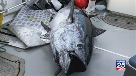 Pics of oun tuna : Local teen reels in 700 pound tuna over the course of 10 hours