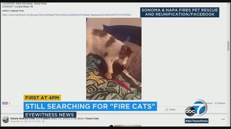 Individuals & rescue groups can post animals free sweetums is an affectionate and playful cat who was part of a litter brought to the rescue 11 months ago. Volunteers help reunite cats lost in NorCal wildfires with ...