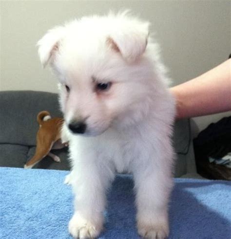 Mum and dad are both hip and elbow scored and dad is haemophiliac tested. White Shepherd Puppies For Sale | Louisville, KY #292672