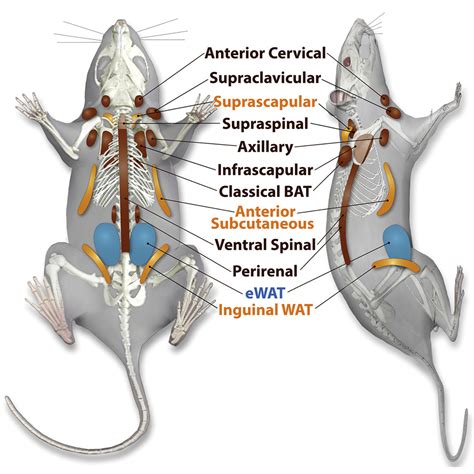 Adipose tissue contains several cell types, with the highest percentage of cells being adipocytes, which contain fat droplets. An Adipose Tissue Atlas: An Image-Guided Identification of ...