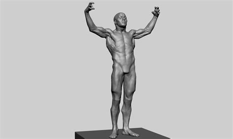 Using the international anatomical terminology. ArtStation - Male Anatomy Study | Resources