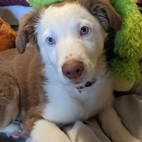 We did not find results for: Australian Shepherd Puppy, Cute Puppy, Aussie Puppy, Puppy ...