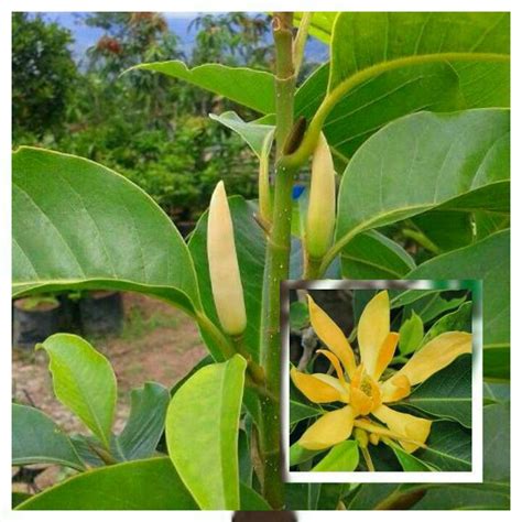 Bunga kantil memiliki nama ilmiah yakni michelia alba dan menjadi bunga khas daerah jawa tengah. Tanaman Bunga Kantil Kuning / Kantil Putih | Shopee Indonesia