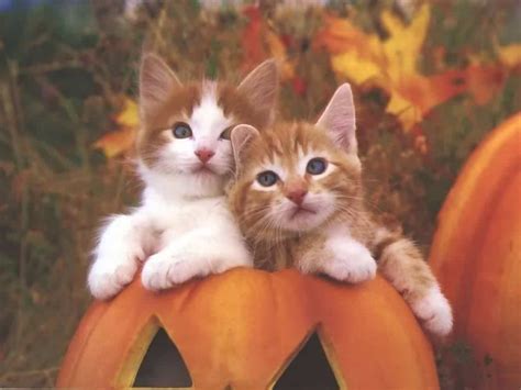 See more ideas about cat photo, cats, animals. Cute Kitty Wallpaper - Cats Wallpaper (10533697) - Fanpop