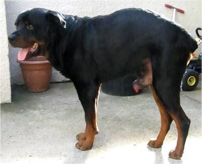 Despite what research studies suggest, neither dog lived to their expected survival. Blood Dripping From Dog Penis