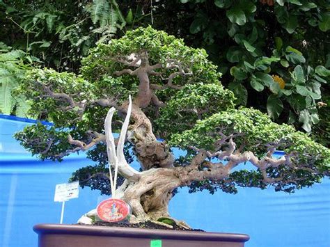 For information, there is a change in the operating hours of the tree houses in the pinang botanical gardens. Flower Show at Penang Botanical Gardens