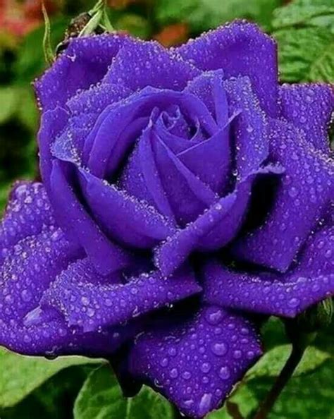 Shop purple rose designed by admin_cp3782883. Pin by John Tabor on nature | Purple flowers, Beautiful ...