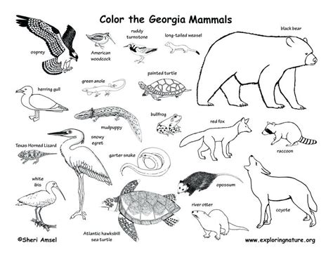 19 animal habitats coloring pages collection. Swamp Animals Coloring Pages at GetColorings.com | Free ...