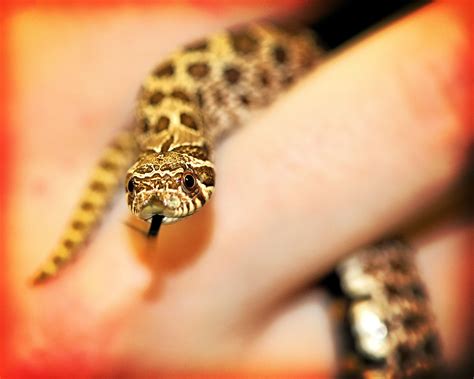 We carry a nice selection of hognose snakes for sale at competitive prices. Hognose Snake Pet Care - Animal Friends