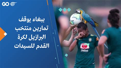 من إمبراطور المهاجمين المتكامل إلى مدمن ألبومات منتخب البرازيل. ببغاء يوقف تمارين منتخب البرازيل لكرة القدم للسيدات | الميادين