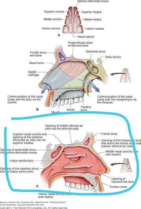 The tissue that covers the wall of your nasal cavity contains many blood vessels. 3D printable model respiratory-system-diagram-nasal-cavity