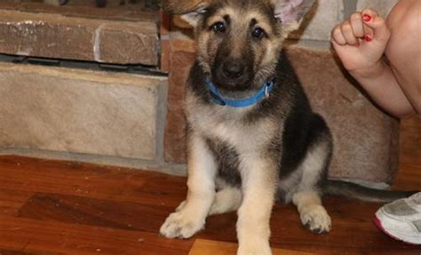 Please click a location below, or select from options at top of page. German Shepherd Dog Puppy for Sale - Adoption, Rescue for ...