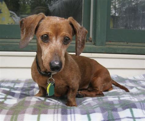 Adopt Katie....MD on (With images) | Adoptable dachshund ...