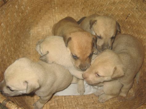 that thing called RAGSAK: Little Brown Puppies