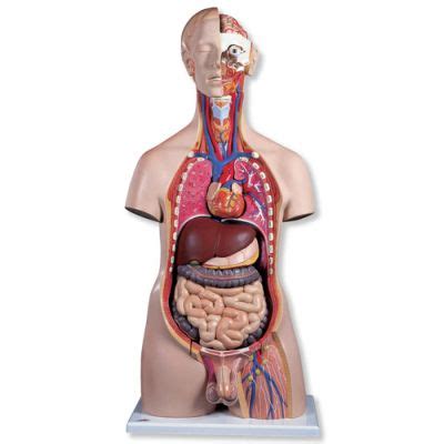 Anatomy of the excretory system. Male Deluxe Torso with Head (20-Part) | B15 made by ...